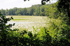 Blick durch Bäume und Sträucher auf den Harburger Aussenmühlenteich - Seerosen auf dem Wasser.