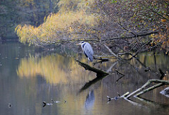 Fischreiher am Alsterufer - auf einem Baumstamm im Wasser sitzend.