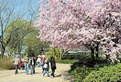 SpziergängerInnen in Hamburg Planten un Blomen - Frühlingsblüten in Planten un Blomen - SpaziergängerInnen unter rosafarbenen Blüten einer japanischen Zierkirsche.