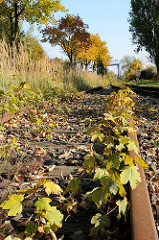 Industriegebiet Billbrook - überwachsene Eisenbahnschienen in der Liebigstrasse.