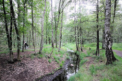 Birkenbestand am Raakmoorgraben - Naturschutzgebiet Raakmoor; Fotografien Hamburger Naherholungsgebiete.