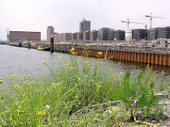 Blick auf den Grasbookhafen - blühendes Wildkraut am Ende des Hafenbeckens - Bauvorbereitungen am Kaiserkai. (2004)