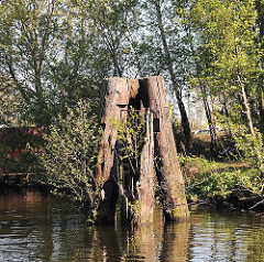 Alte Holzdalben in einem Kanal Harburgs - Birken wachsen aus dem verrotteten Holz.