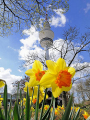 Blühende gelbe Narzissen in der Gartenanlage Planten und Blomen; Hamburger Fernsehturm / Telemichel.