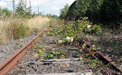 Mit Brombeersträuchern überwachsene Gleisanlage des Wandsbeker Güterbahnhofs - rostige Eisenbahnschienen - stillgelegte Eisenbahnlinie.