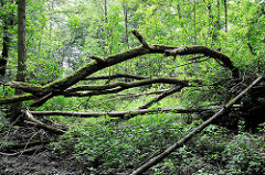 Naturbelassener Wald / umgestürzte Bäume am Lauf der Saselbek in Hamburg Bergstedt.