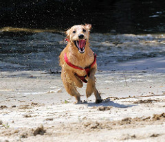 Spielender Hund auf einer aufgeschütteten Sandflächen im Haken beim Elbpark von Hamburg Rothenburgsort.