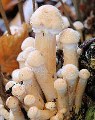 Pilz "Gemeine Stinkmorchel / Phallus impudicus" - Waldgebiet am Oberlauf der Alster.