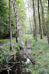 Raakmoorgraben im Naturschutzgebiet Raakmoor in Hamburg Hummelsbüttel. Birken und Schilfpflanzen wachsen am Grabenrand