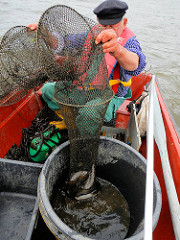 Der Fischer holt seine Reuse ein - die gefangenen Fische werden in die Bünn gekippt.