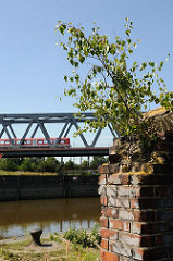 Billehafen am Oberhafenkanal in Hamburg Rothenburgsort - eine junge Birke wächst aus einer Mauerruine - Eisenbahnbrücke mit S-Bahnzug.