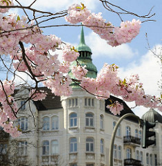 Frühling im Hamburger Stadtteil Sternschanze - Kirschblüte der Japanischen Kirsche - Altbau mit Giebelturm im Hintergrund.