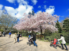 Frühlingsspaziergang in der Grünanlage Planten un Blomen im Hamburger Stadtteil St. Paule. Mütter mit Kinderkarren und Paare gehen in der Frühlingssonne unter blühenden Kirschen spazieren.