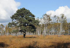 Kiefer auf einer Wiese - weisse Birkenstämme eines Birkenwaldes im Duvenstedter Brook.