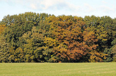 Fotos aus dem Bergstedter Naturschutzgebiet Hainesch Iland Herbstbäume am Waldesrand.