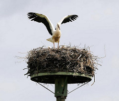 Jungstorch beim Flugversuch - mit weit ausgebreiteten Schwingen übt der grosse Vogel zu fliegen, da er schon ab Mitte August in sein Winterquartier nach Afrika fliegen wird.