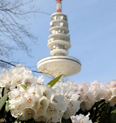 Frühlingsblüten in Planten un Blomen - der Rhododendron blüht in der Hamburger Grünanlage im Stadtteil St. Pauli.