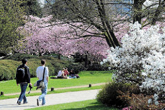 Spaziergang in der Frühlinssonne zwischen blühenden Sträuchern - auf der Wiese sitzen ParkbesucherInnen unter einem blühenden Kirschbaum - Bilder aus dem Stadtteil Hamburg St. Pauli.
