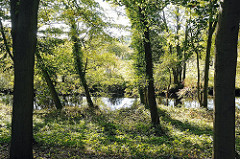 Laubbäume am Fluss Alster - bewachsenes Alsterufer in Hamburg Lemsahl-Mellingstedt.