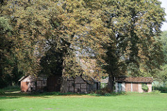 Historischer Bauernhof in Hamburg Schnelsen - der Sassenhoff an der Wendlohstrasse steht unter Kastanienbäumen.