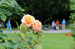 Rosengarten auf dem Ohlsdorfer Friedhof - blühende Rosen, Spaziergänger in der Hamburger Grünanlage.