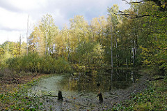 Tümpel im Wald Naherholungsgebiet Duvenstedter Brook