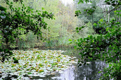 Seerosen auf dem Raakmoorteich - Schilf wächst am Ufer des ehem. Karpfenteichs im Hamburger Naturschutzgebiet Raakmoor.