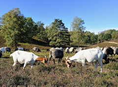 Die Schafe und Ziegen halten die Heidelandschaft kurz und fressen nachwachsende Kiefern und Birken in der Fischbeker Heide.