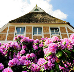 Blühender Rhododendron vor einem historischen reetgedeckten Fachwerkhaus in Hamburg Neuengamme.