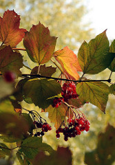 Herbstfrüchte und Herbstblätter im Wohldorfer Wald