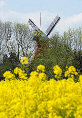 Reitbrooker Mühle - Wahrzeichen des Stadtteils - Feld mit blühendem gelben Raps im Vordergrund.