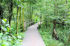 Weg mit Brettern gesichter durch das Naturschutzgebiet Raakmoor - Niedermoorflächen in Hamburg.