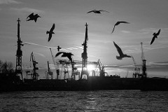 Möwen über der Elbe - Hafenkräne der Werft Blohm & Voss im Hamburger Hafen.
