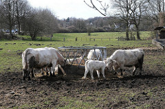 Bilder aus dem Stadtteil Osdorf - Kühe an der Futterkrippe - Wiese.