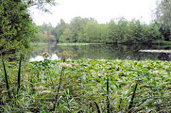 Raakmoorteich mit Seerosen und Baumbestand am Seeufer im Naturschutzgebiet Raakmoor in Hummelsbüttel, Stadtteil im Bezirk Hamburg Wandsbek.