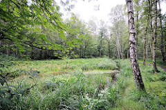 Naturschutzgebiet Raakmoor - Wassergraben im Grünpflanzen, Birken wachsen am Rande des Feuchtgebiets - Bilder aus Hamburg Hummelsbüttel.