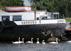 Heck eines Binnenschiffs am Liegeplatz in der Billwerder Bucht - Schwäne im Hamburger Hafen.