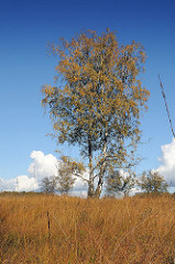 Bilder aus Hamburg Wohldorf Ohlstedt -Duvenstedter Brook - Birke mit Herbstlaub am Blauen Herbsthimmel.