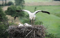 Flugübung eines Jungstorch - der junge Storch breitet seine Flügel aus, während die beiden anderen im Nest sitzen bleiben.