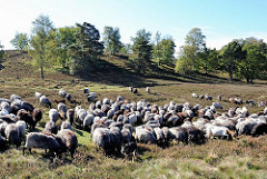 Naturschutzgebiet Fischbeker Heide - ca. 250 Heidschnucken und Ziegen grasen in der Heidelandschaft.