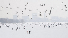 Alstervergnügen im Winter - die Menschen gehen auf der zugefrorenen Alster spazieren - im Hintergrund Gebäude von Hamburg St. Georg; ein Schwarm Möwen fliegt über den zugeforenen See.