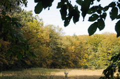 Wohldorfer Wald - Bäum mit Herbstlaub an einer Wiese.
