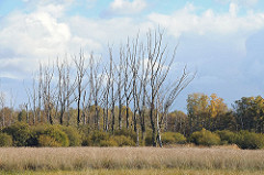 Abgestorbene Birken auf einer Wiese im Duvenstedter Brook.