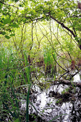 Verwachsener Wassergraben im Naturschutzgebiet Raakmoor - moorastiger Boden; moderige Äste im Wasser. Bilder aus dem Hamburger Stadtteil Hummelsbüttel, Naturschutzgebiet Raakmoor.