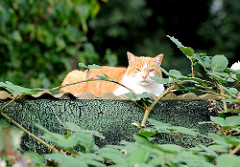 Katze in der Sonne auf einem Dach zwischen Brombeerranken - Bilder aus dem Hamburger Stadtteil NEULAND.