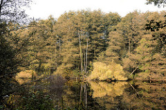 Herbstwald an einem See am Alsterlauf in Hamburg Ohlsdorf.