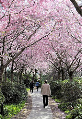 Spaziergang im Hamburger Frühling unter blühenden Kirschbäumen in der Grünanlage Planten un Blomen - Bilder aus dem Stadtteil Hamburg St. Pauli.