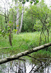 Wiese am Wasser, umgestürzter Birkenstamm; Feuchtgebiet im Hamburger Naturschutzgebiet Raakmoor. Bilder aus Hamburg Hummelsbüttel.
