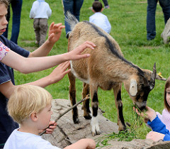 Streichelzoo auf dem Wulksfelder Bauernmarkt - eine Ziege lässt sich geduldig von den Kindern füttern und streicheln.
