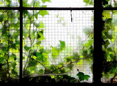 Altes Fenster eines Lagergebäudes am Kaufhauskanal - Efeupflanzen wuchern an der Hausfassade.